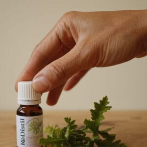 Rose geranium & rosemary leaf essential oil